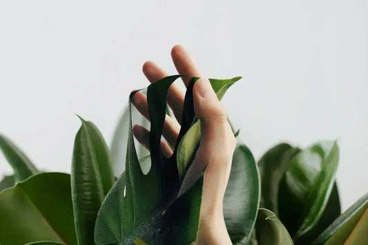 Crème anti-rides bio : comment choisir une formule vraiment efficace ?